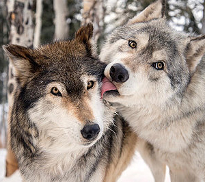 dois lobos sendo tolos